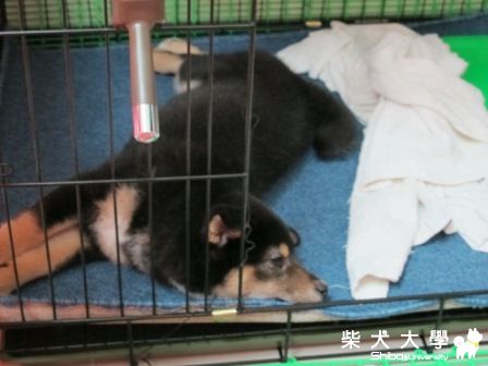 百變草莓~(原發表者:草莓)(相簿)