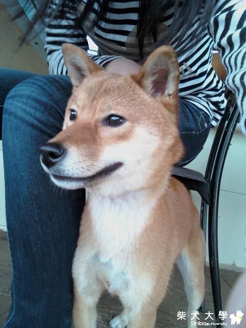 Pinky的叫聲很特別(原發表者:Pinky麻)(相簿)