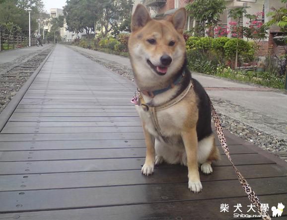 BOBO運動的地方嘉油鐵馬道(原發表者:bolen912)(相簿)