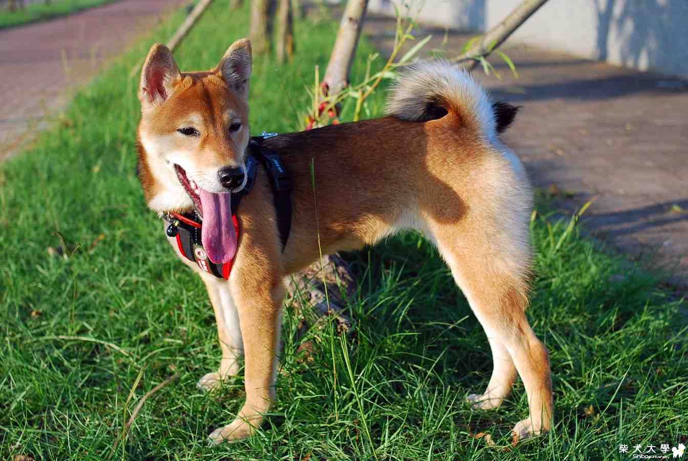 想辦法讓毛澎起來(原發表者:球球的爹)(相簿)