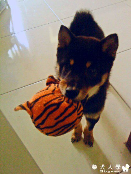 陪我玩.....(原發表者:阿助)(相簿)