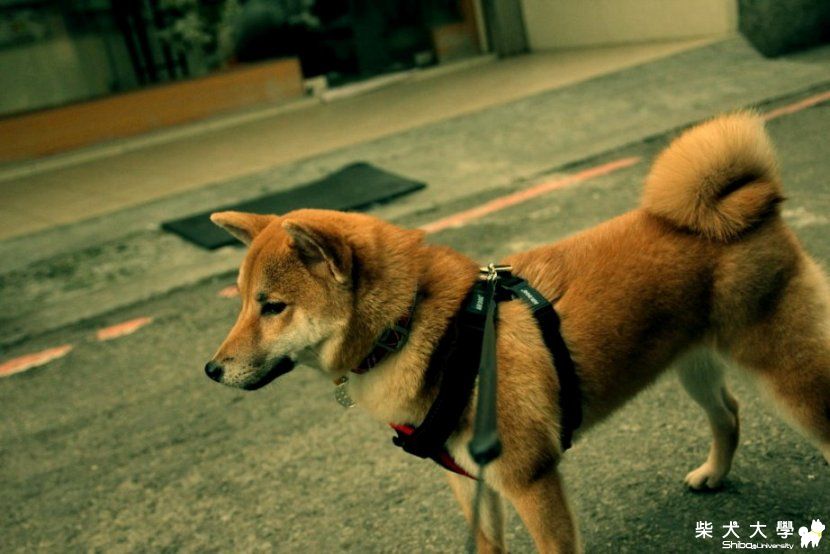 cookie被欺負的好慘ㄚ  東海大學篇(原發表者:Cookie小爸)(相簿)
