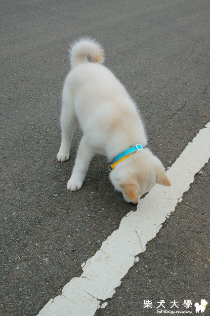 饅頭 in 東海牧場(原發表者:JeffreyTsai)(相簿)