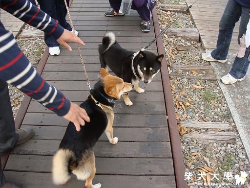 BOBO與巧克力相遇在嘉油鐵馬道(原發表者:bolen912)(相簿)