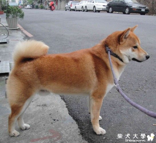 小恩的便所(原發表者:小恩)(綜合討論)