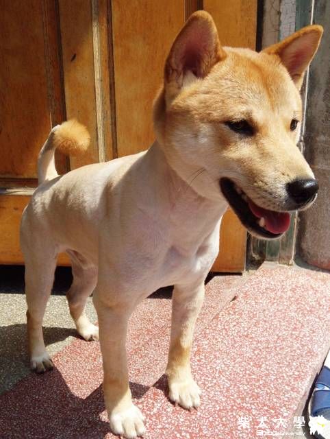 肚財的新衣(原發表者:buta8819)(綜合討論)