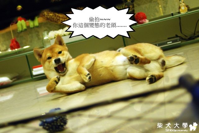 偷拍女生(正妹)~(原發表者:球球的爹)(綜合討論)