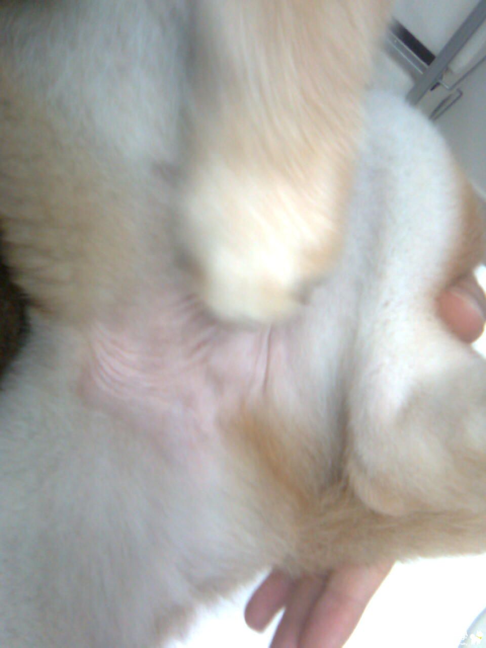 我家的皮球，好像沒有蛋蛋啊（內有不雅照，未滿18歲慎入）(原發表者:i_am_qq)(醫療保健)