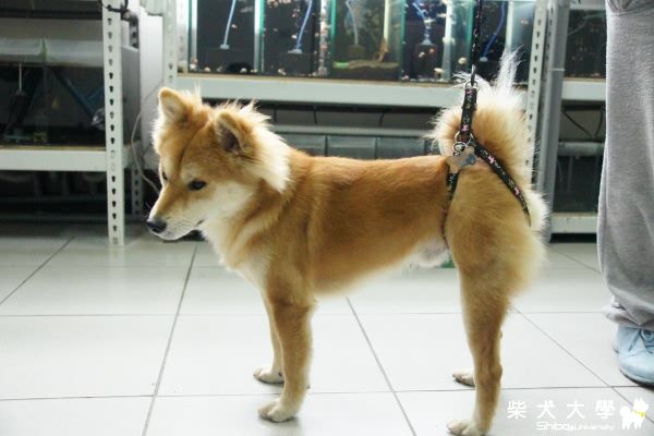 輔助牽繩的惡搞篇(原發表者:ming0915)(相簿)