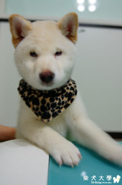 饅頭帥帥領巾上身(原發表者:JeffreyTsai)(相簿)