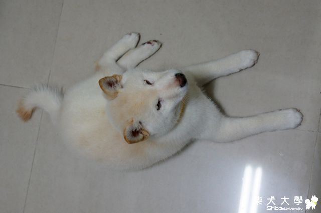 自製無鹽起司(原發表者:JeffreyTsai)(飲食保健)