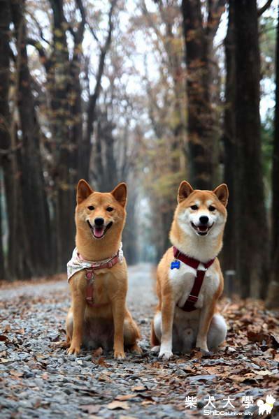財妹&dobi 森林探險去(原發表者:財妹拔拔)(相簿)