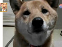 叫小聲點好嗎？　超可愛柴犬會「調整音量」(原發表者:咕哩家)(影片)