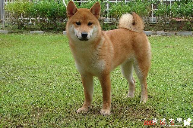 長的好像海匠(原發表者:liveup11)(相簿)