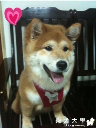 GUTS新滴背帶(原發表者:小柴拔)(綜合討論)