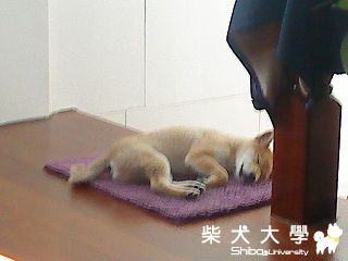 睡得很熟!(原發表者:冬冬拔)(相簿)