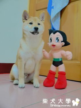 冬冬VS原子小金剛(原發表者:冬冬拔)(相簿)