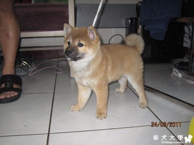 前幾天又幫新來的柴柴照相了(原發表者:天生神準)(相簿)