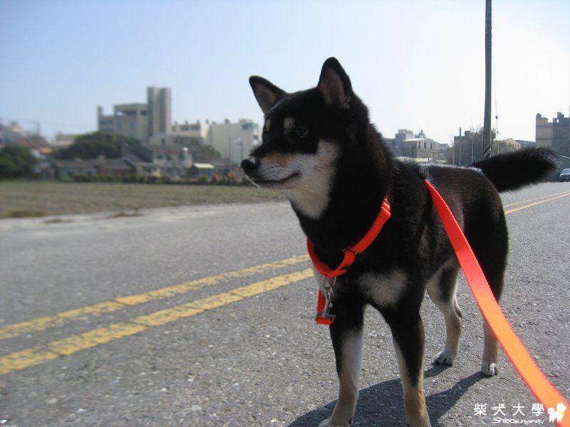 很有感覺的照片(原發表者:黑妹麻)(相簿)