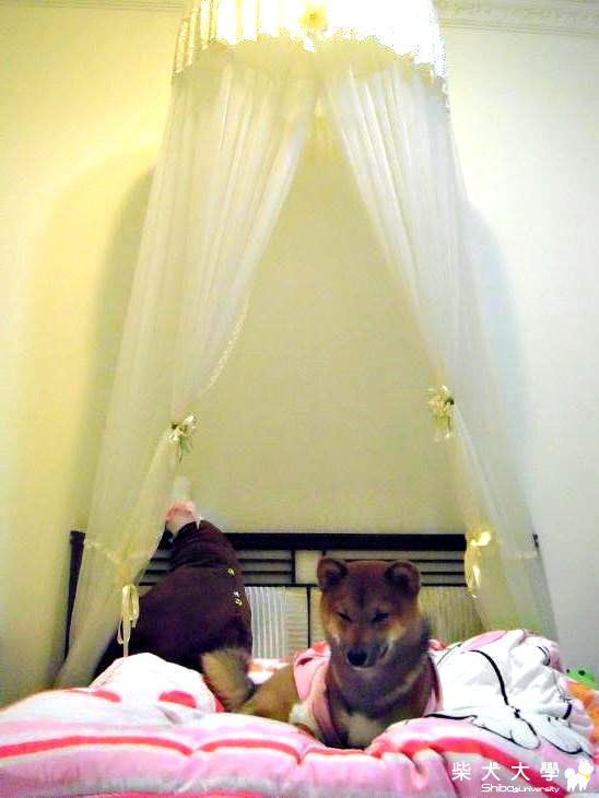 Meki 變公主XD(原發表者:MEKI麻)(相簿)