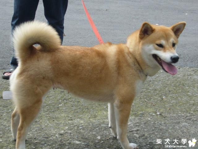 試貼愛女--（糖果照片）(原發表者:kia7108)(相簿)