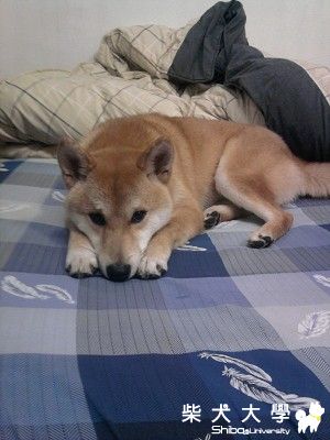 你在看我嗎?(原發表者:hero0709)(相簿)