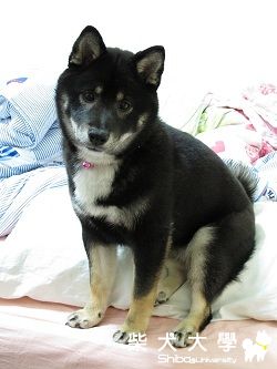 小女長大了(也長很胖...)(原發表者:gulish)(相簿)