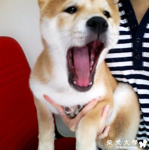 麻麻我很累...幹嘛把我弄醒(原發表者:i_am_qq)(相簿)