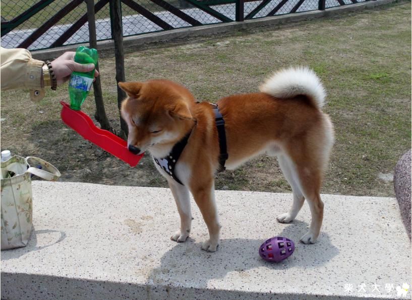 寵物公園快樂跑-100.4.2(原發表者:吉谷家)(相簿)