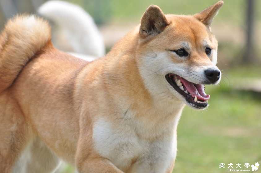 肉丸迎風之星巴克好好喝(原發表者:肉丸麻)(相簿)