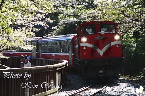 4/2阿里山 ．天氣晴(原發表者:財妹拔拔)(相簿)
