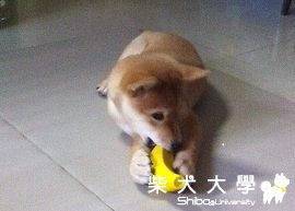 HIME兒童節新玩具(原發表者:HIME爸)(綜合討論)