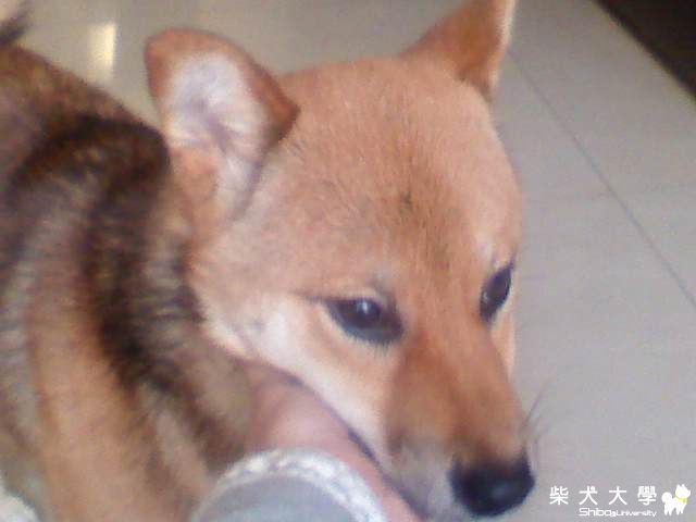 立耳(原發表者:YUKO麻)(環境管理)