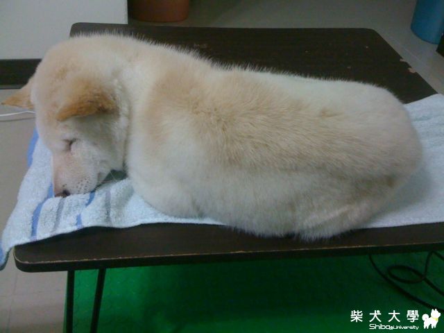 饅頭玩到累翻了(原發表者:JeffreyTsai)(相簿)