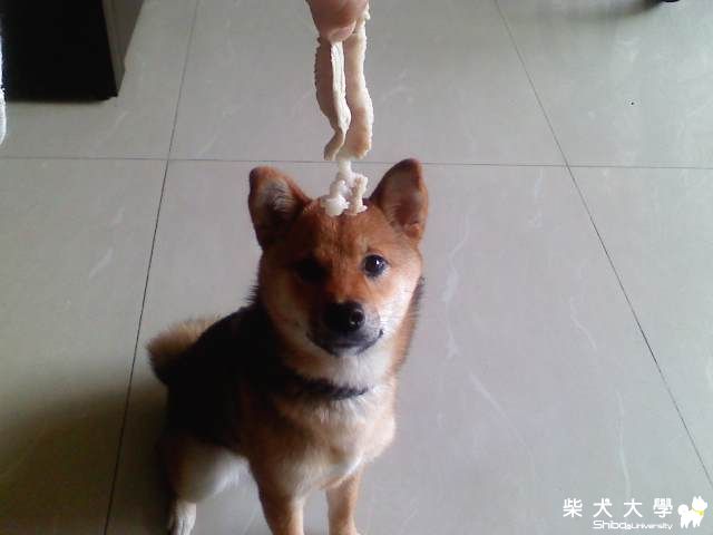 春捲與yuko(原發表者:YUKO麻)(相簿)