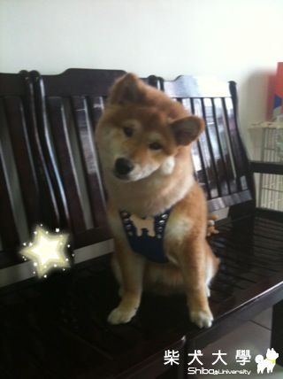 GUTS新胸背~趴吐(原發表者:小柴拔)(綜合討論)