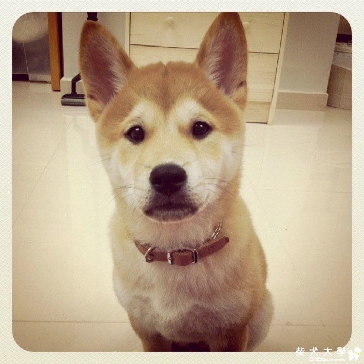 麻麻買了一條真皮項圈給我...(原發表者:i_am_qq)(綜合討論)