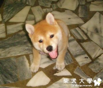 兩個月的嘟嘟(原發表者:kkfire)(相簿)