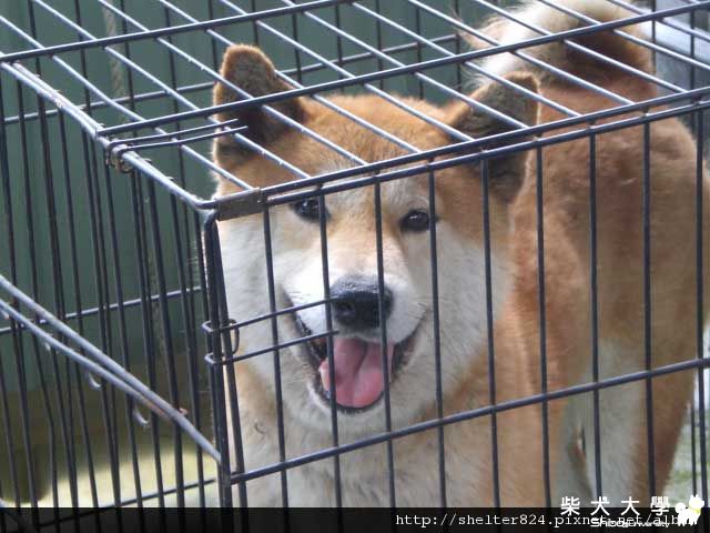 燕巢收容所的漂亮爆毛柴(原發表者:laneybb)(相簿)