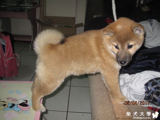 拔拔說:架子沒做好之前 要我先這樣練習(原發表者:天生神準)(相簿)