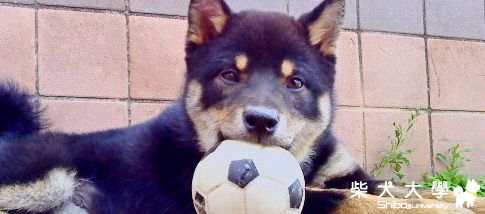 5個月囉!好害羞~(原發表者:阿助)(綜合討論)