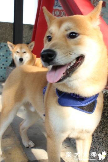 轉眼間庫克壯了阿秋肥了(原發表者:阿秋爸)(相簿)