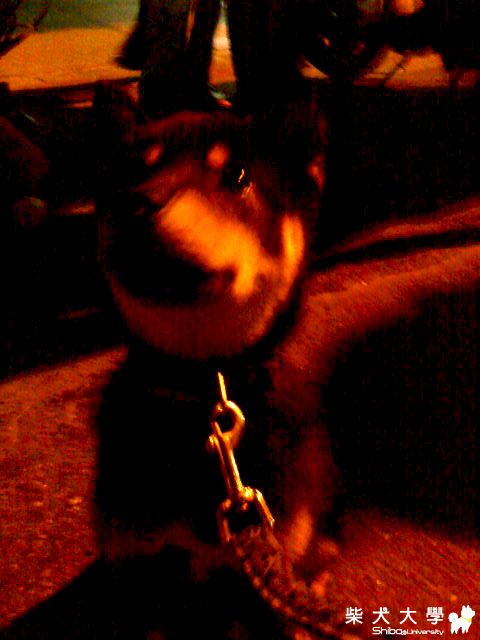 大甲媽初體驗(原發表者:阿助)(相簿)