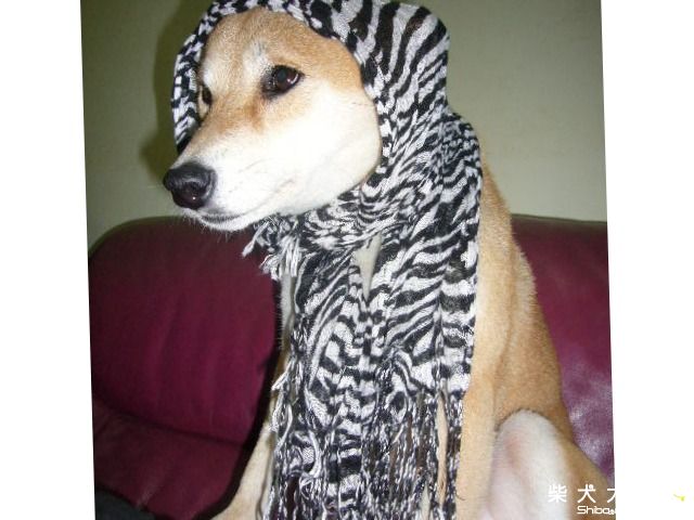 糖果相親記(原發表者:kia7108)(相簿)