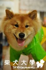 柊柊王子的新衣(原發表者:柊柊家)(相簿)