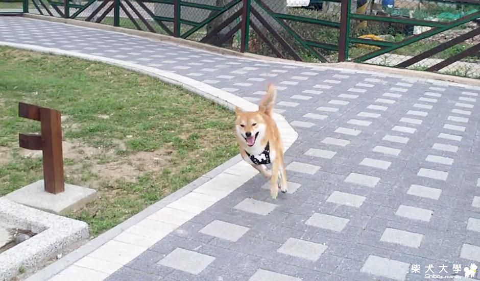 寵物公園跑跑 [HD](原發表者:吉谷家)(影片)