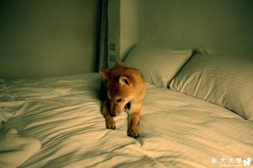 Cookie醬 在墾丁~Love~Love~Love(原發表者:Cookie小爸)(相簿)