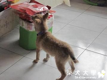 外貌協會...?(原發表者:采柴家)(綜合討論)