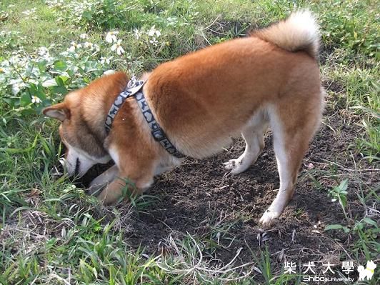 之前的一些照片..一邊分享一邊在試看看..(原發表者:哆啦~家)(相簿)