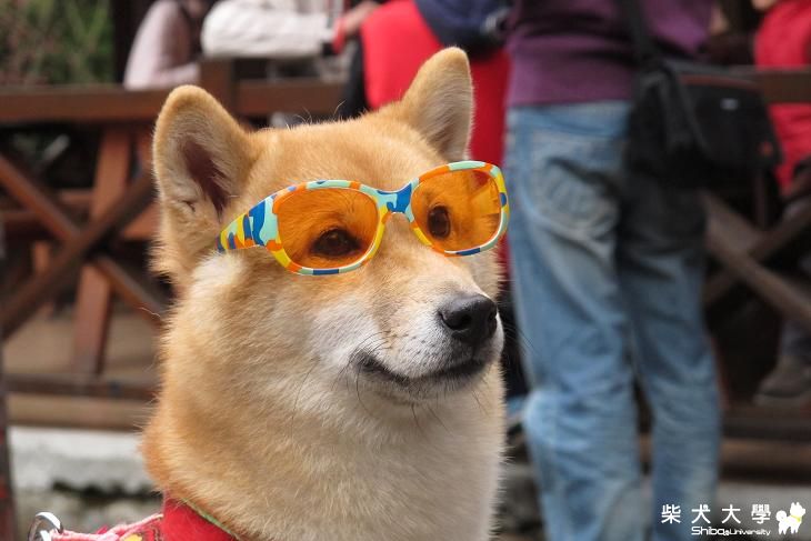 九族賞櫻之旅(原發表者:a25637)(相簿)